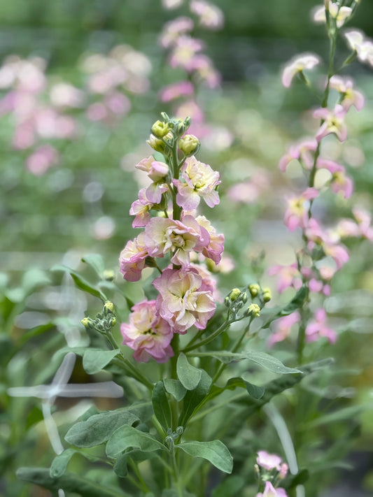 Rainbow Quartet Stock Seed 500 Count
