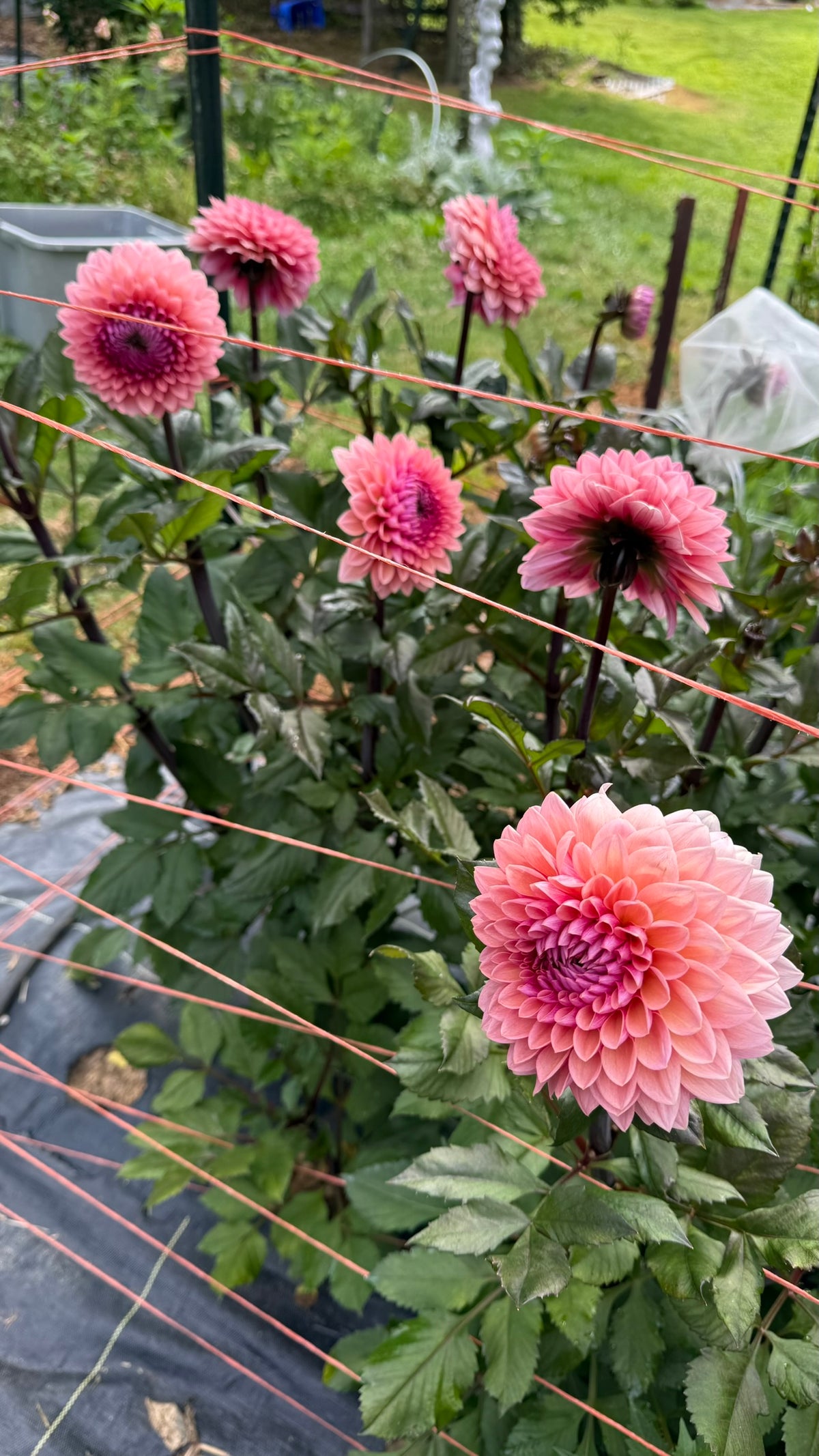 Sweet Sanne Dahlia Tuber