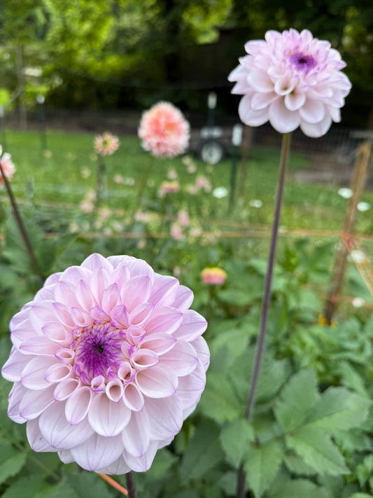 Lee's Unicorn Eye Dahlia Tuber
