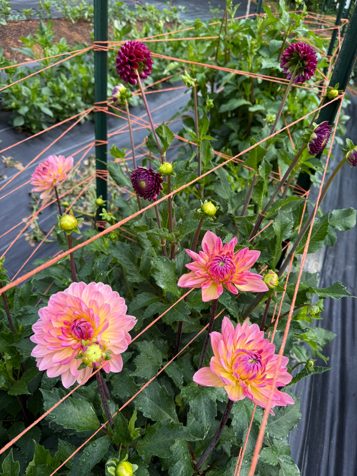 Sandia Bliss Dahlia Tuber