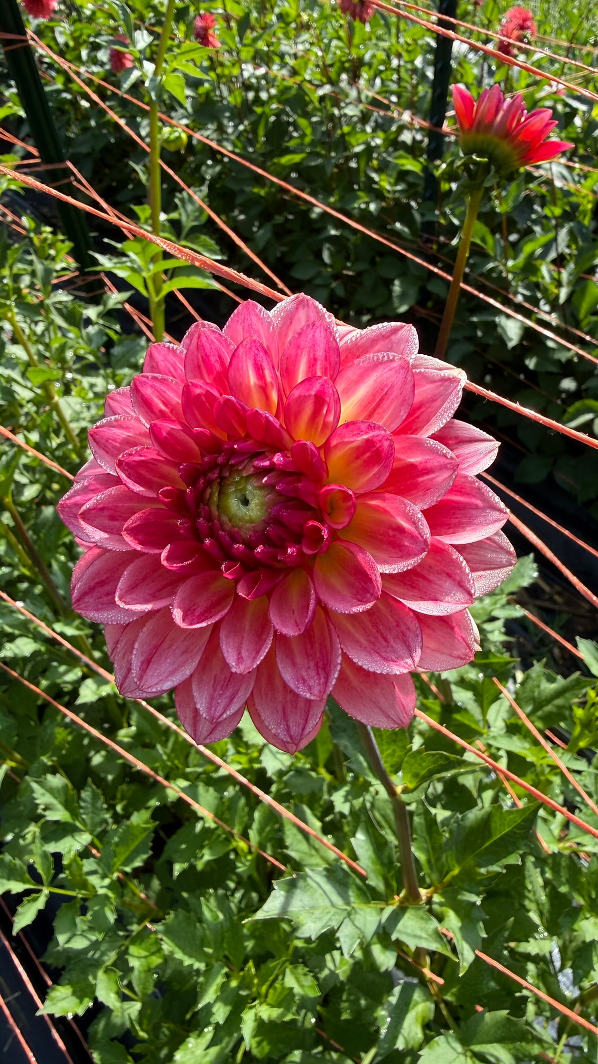 Jabberbox Dahlia Tuber