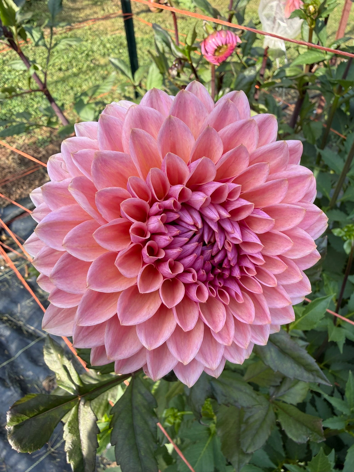 Sweet Sanne Dahlia Tuber