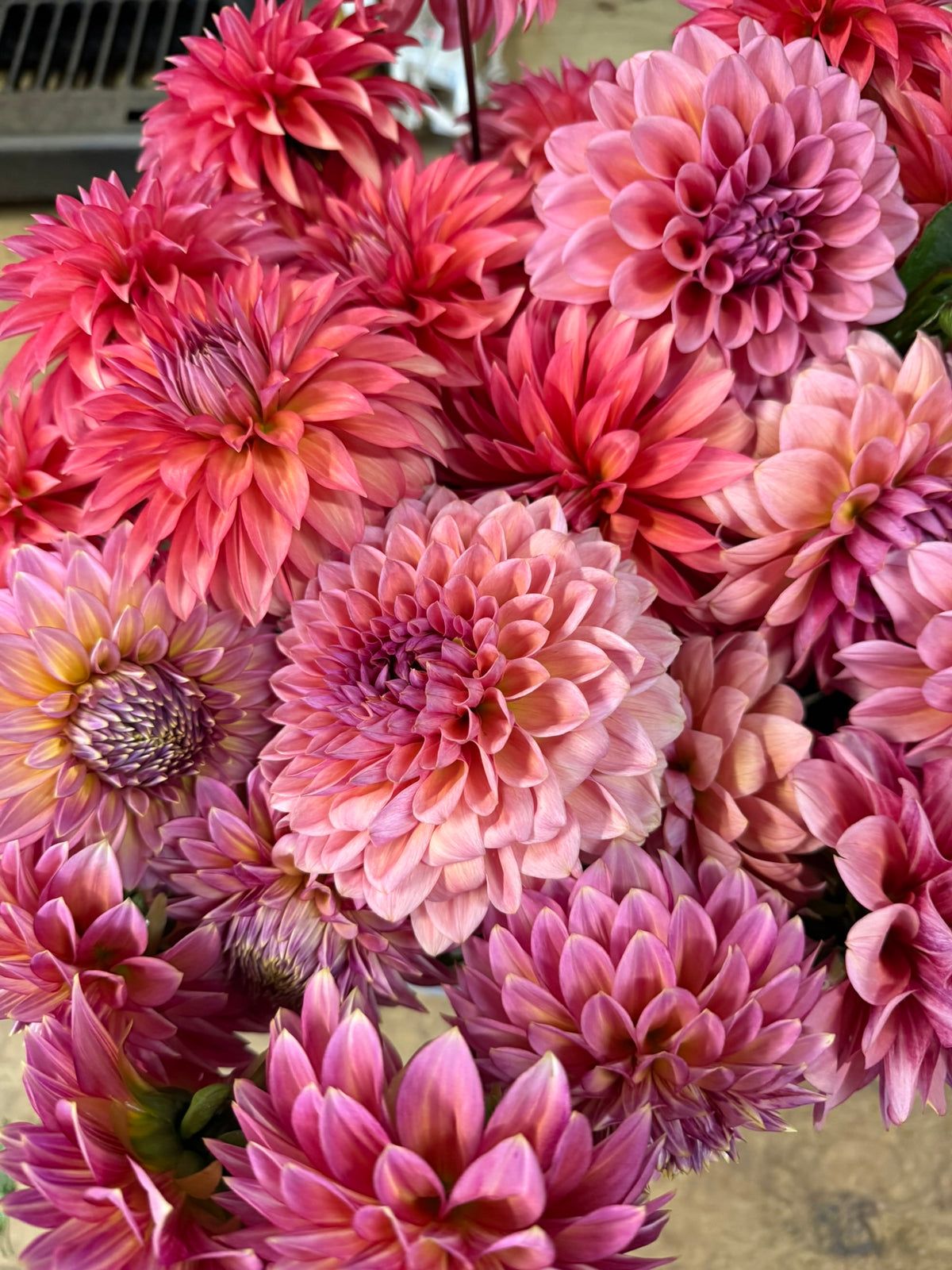 Sweet Sanne Dahlia Tuber