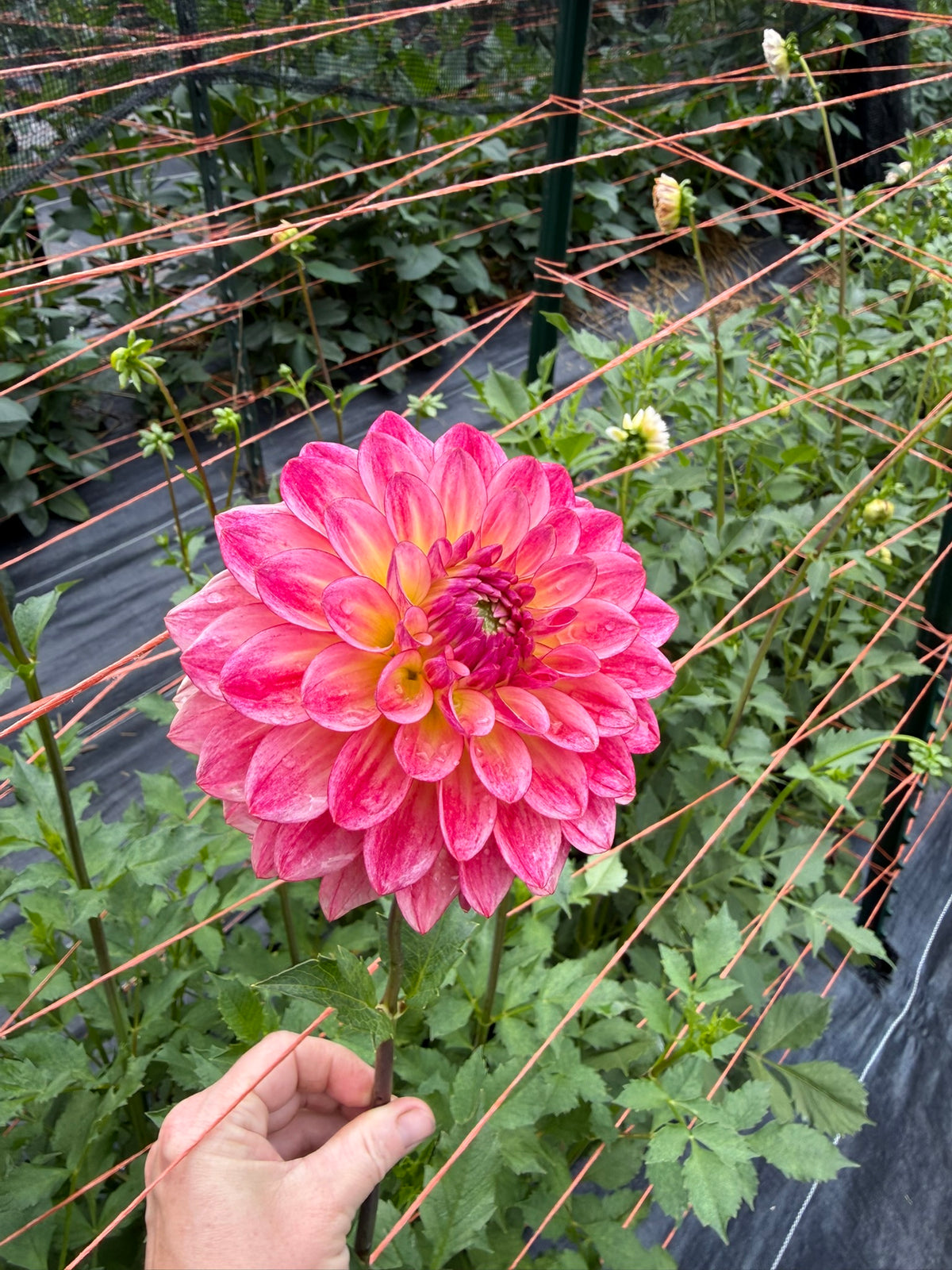 Jabberbox Dahlia Tuber