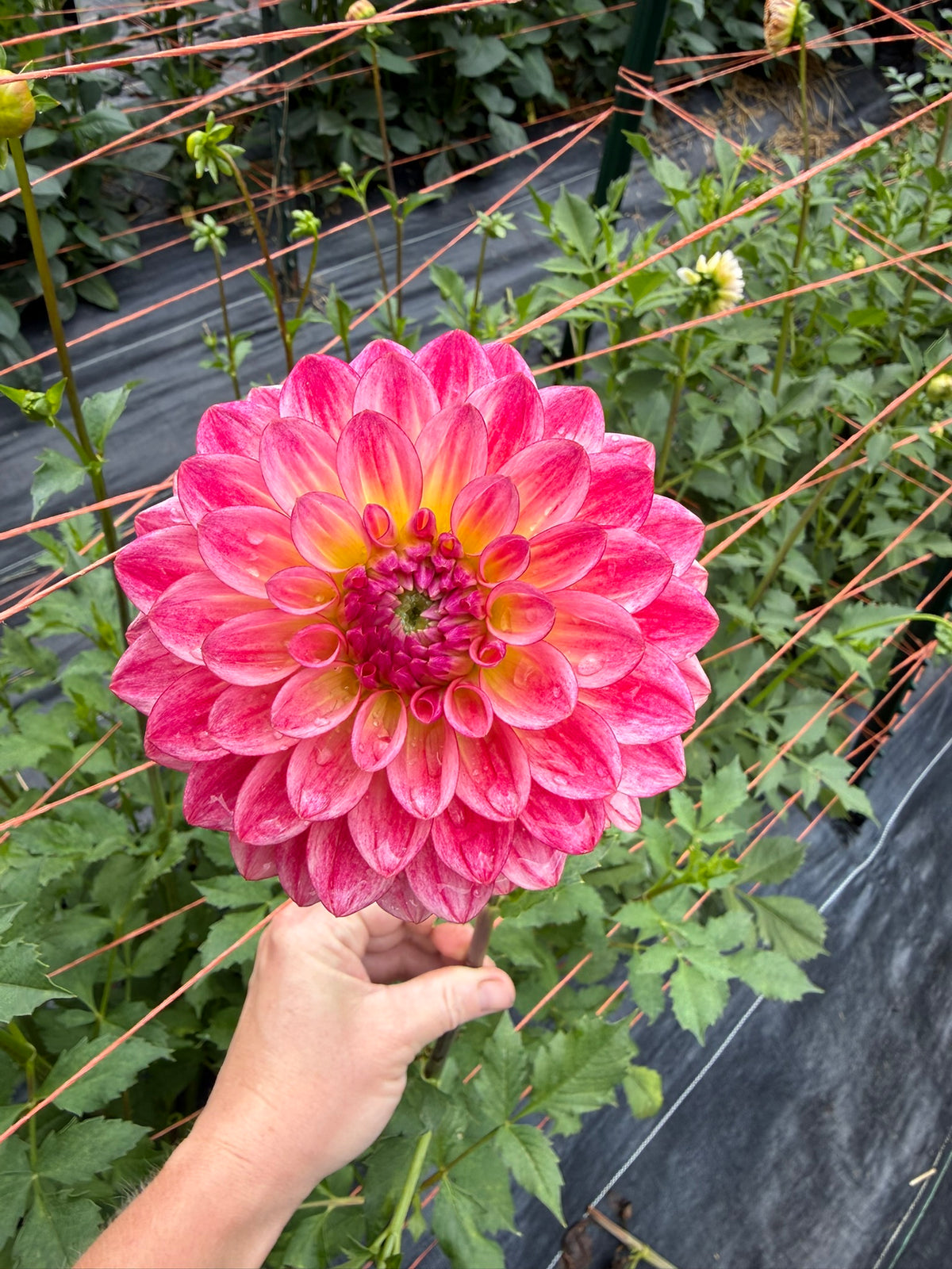 Jabberbox Dahlia Tuber