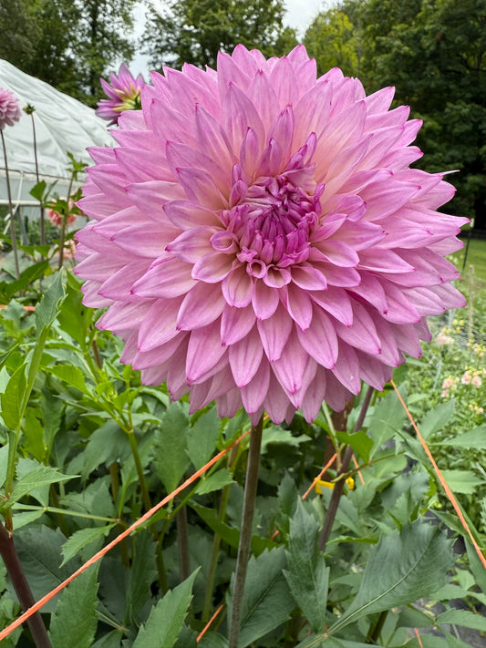 Lee's Flute Loop Lavender Dahlia Tuber