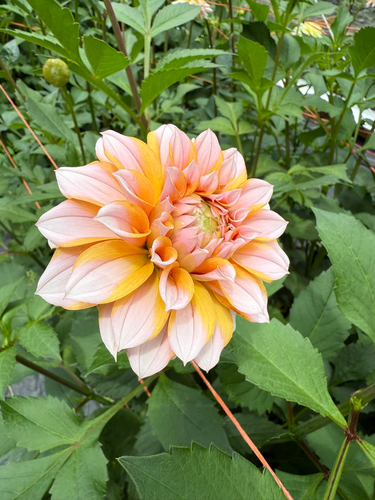 Lee's Evelyn Dahlia Tuber