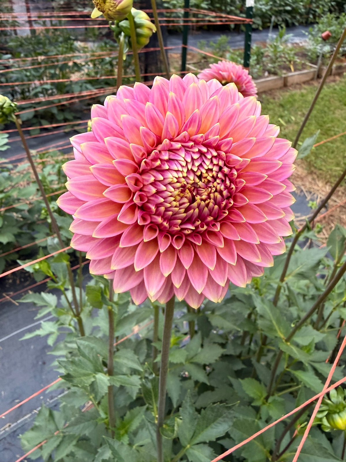 Bloomquist Mojo Dahlia Tuber