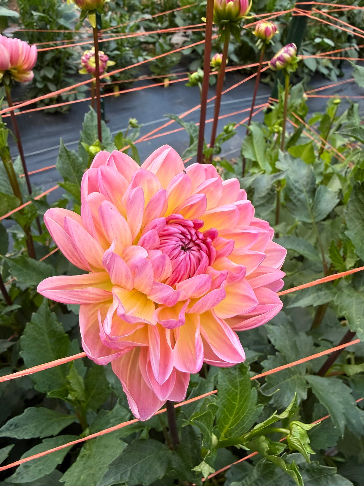 Sandia Bliss Dahlia Tuber