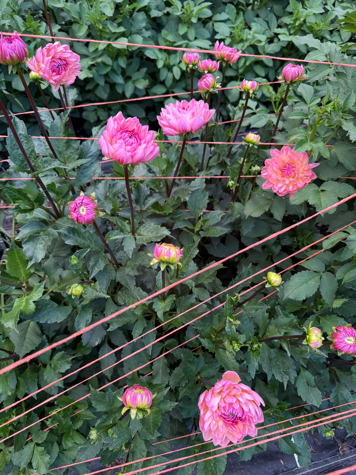 Sandia Bliss Dahlia Tuber