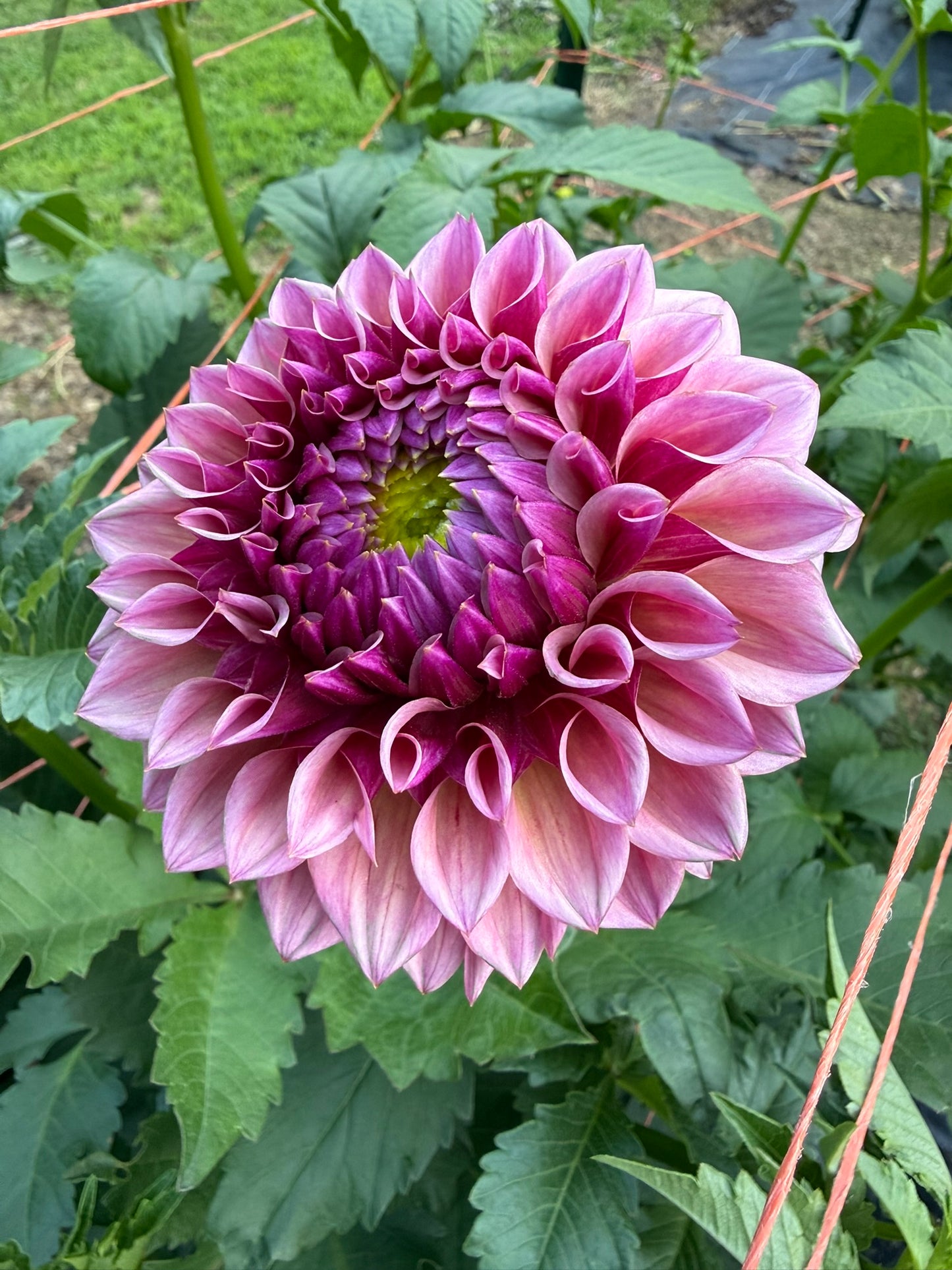 RM Berry Kiss Dahlia Tuber