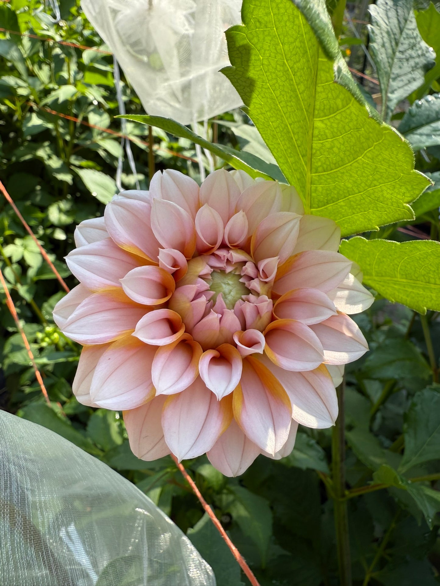 Lee's Evelyn Dahlia Tuber