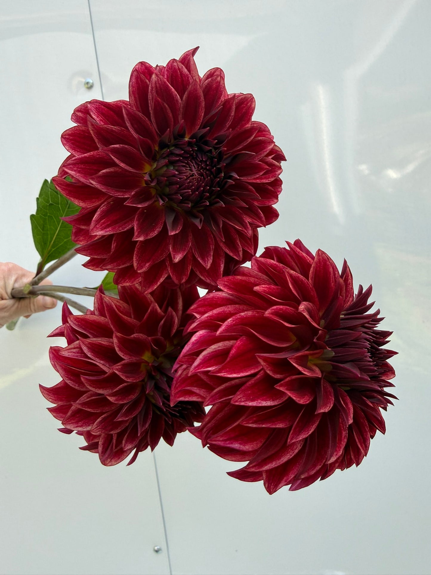 RM Dragon's Blood Dahlia Tuber
