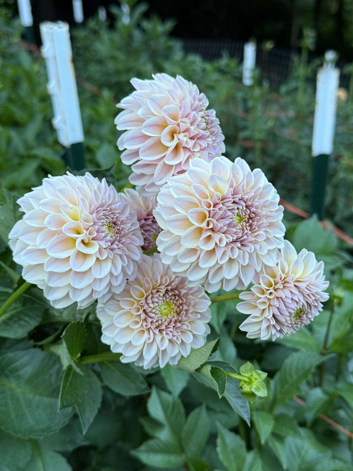 KA's™ Cinder Rose Dahlia Tuber