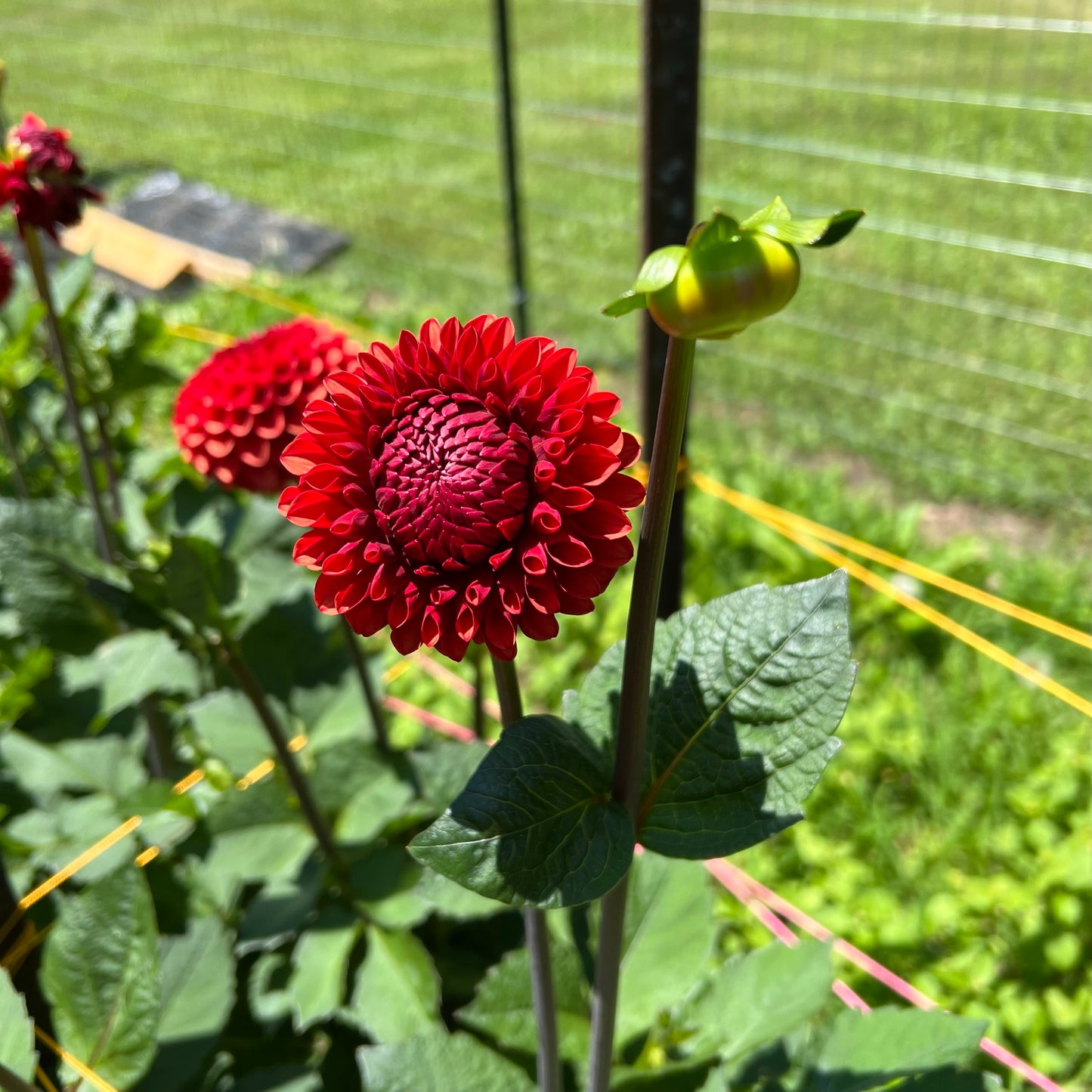 Brown Sugar Dahlia Tuber