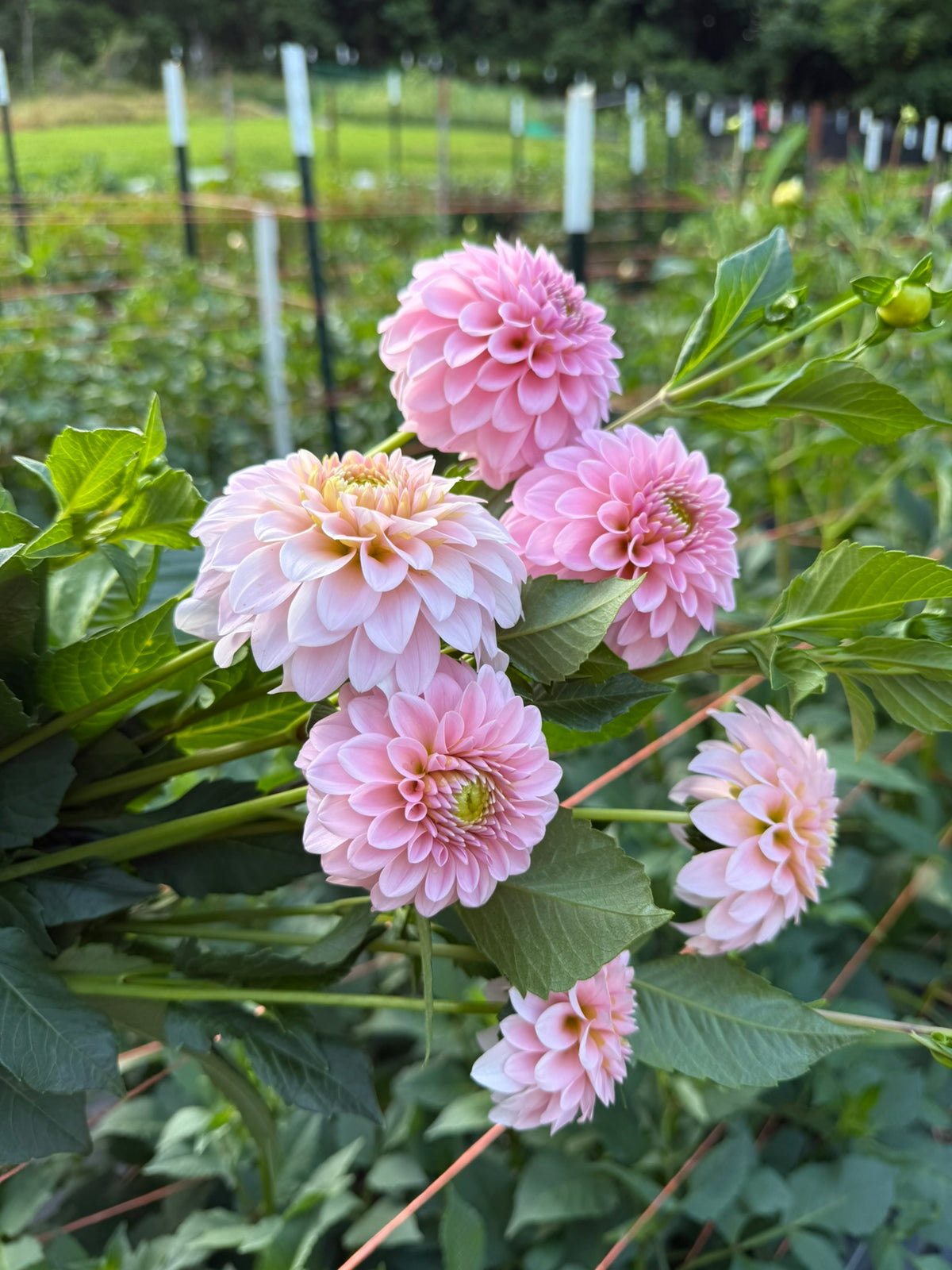 RM Parfait Dahlia Tuber