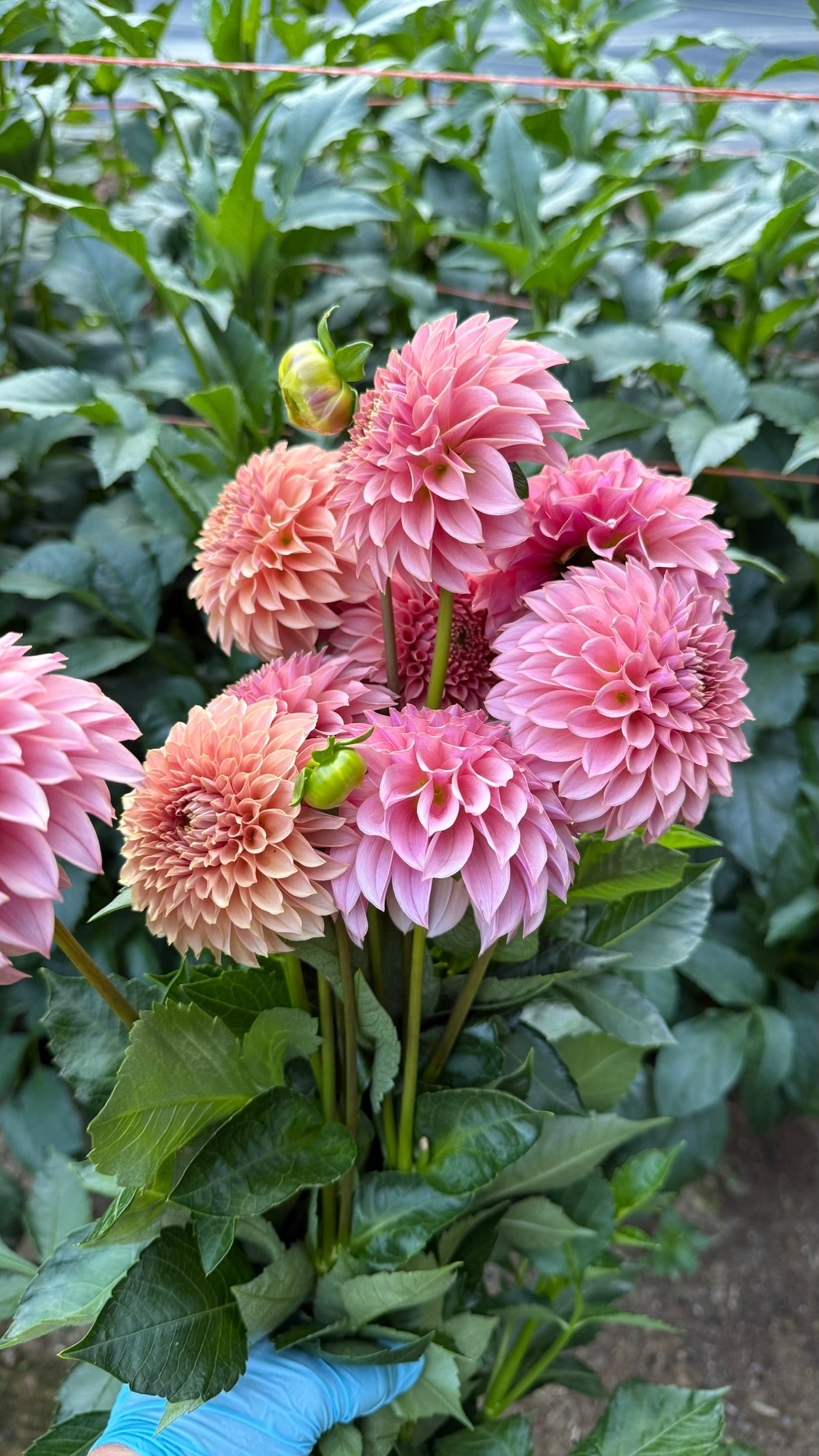 KA's™ Coral Sea Dahlia Tuber
