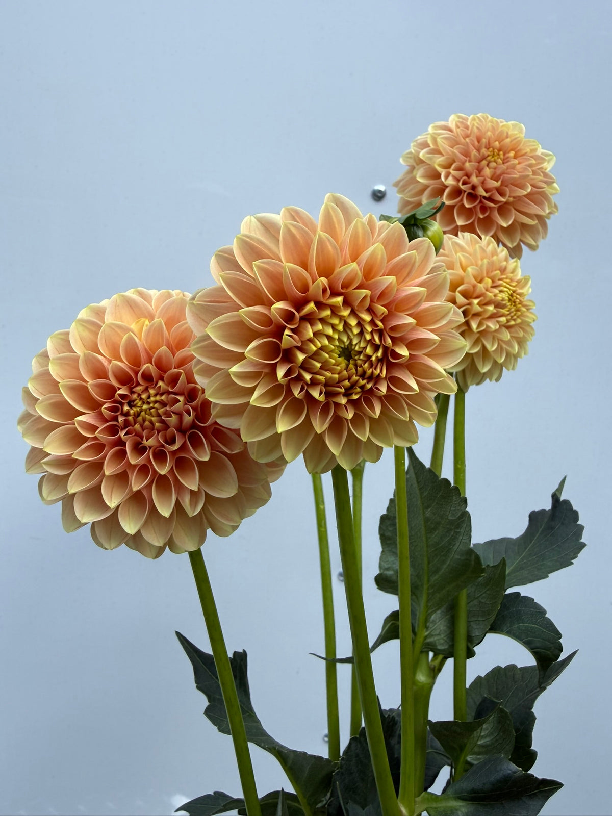 Levi's Cantaloupe Dahlia Tuber