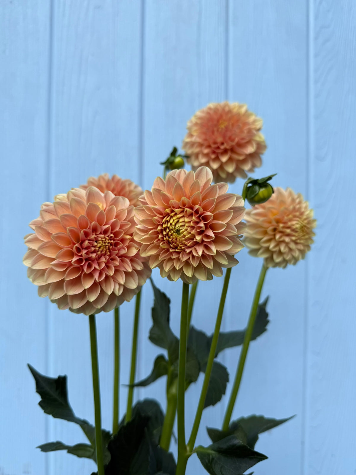Levi's Cantaloupe Dahlia Tuber