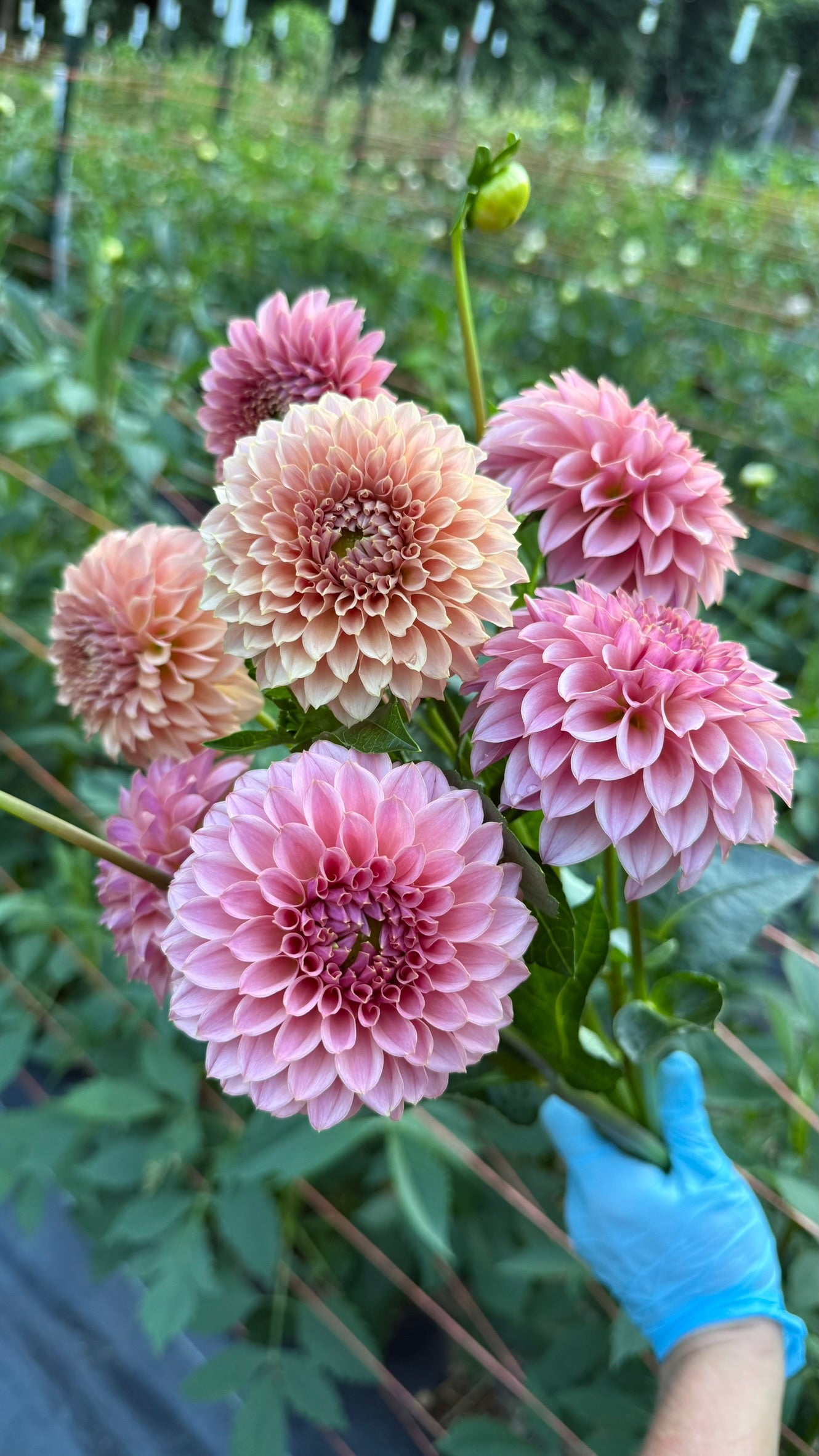 KA's™ Coral Sea Dahlia Tuber