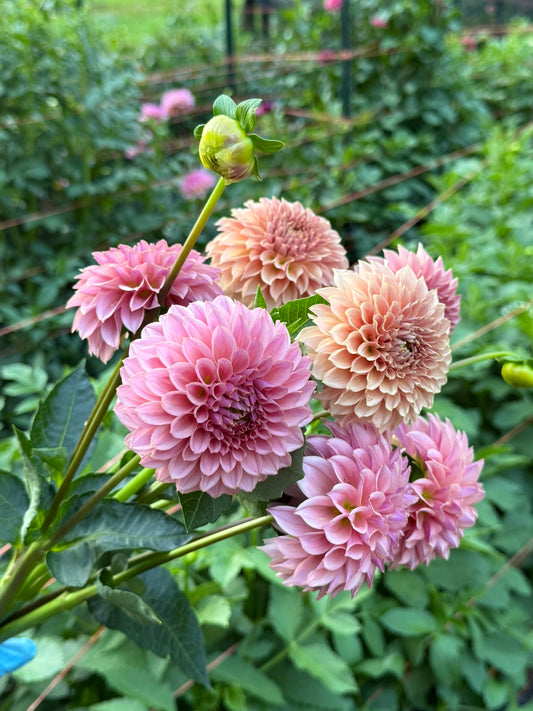 KA's™ Coral Sea Dahlia Tuber