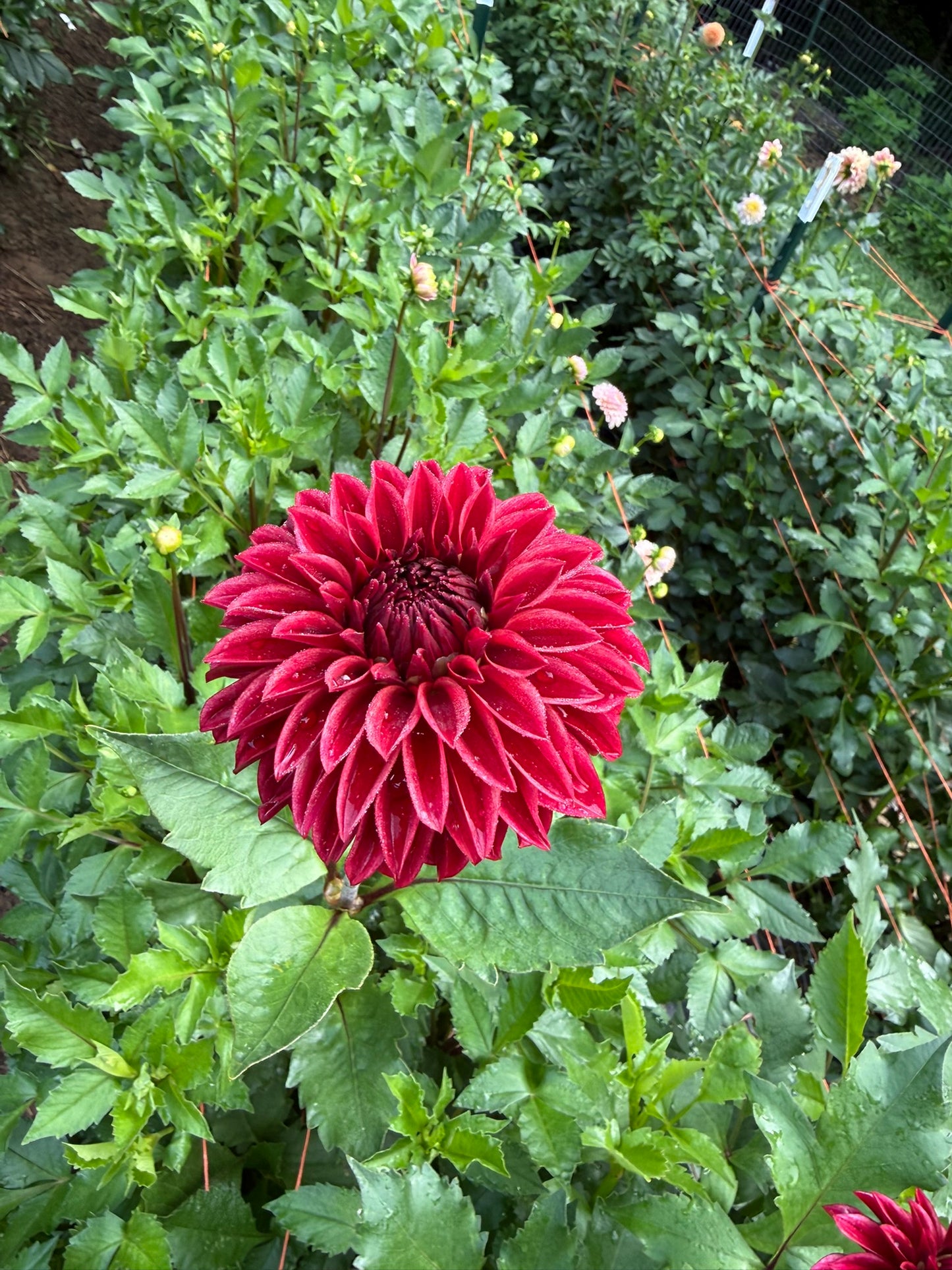 RM Dragon's Blood Dahlia Tuber