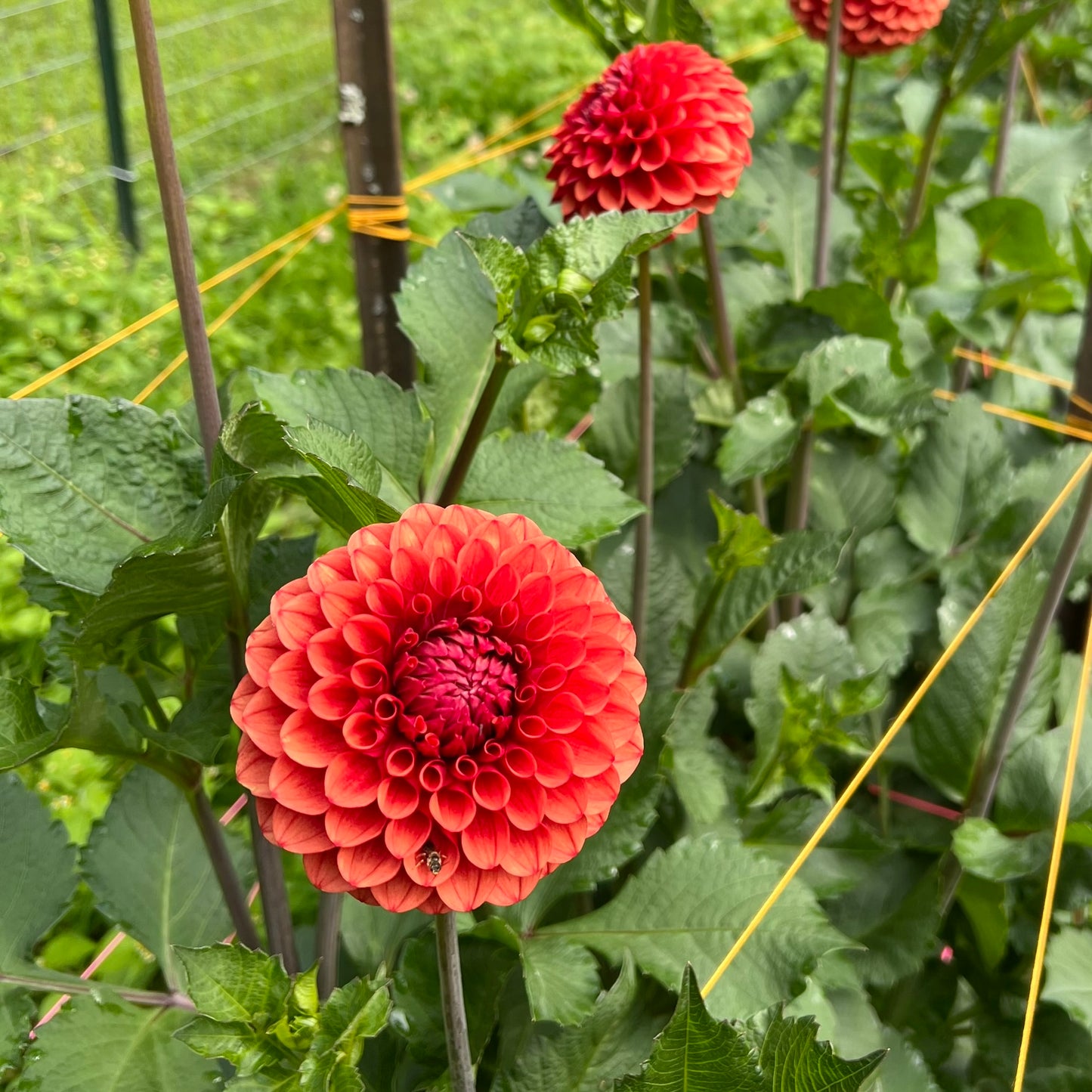 Grower's Favorite Mixed Ball Dahlia Tubers Lot of 10