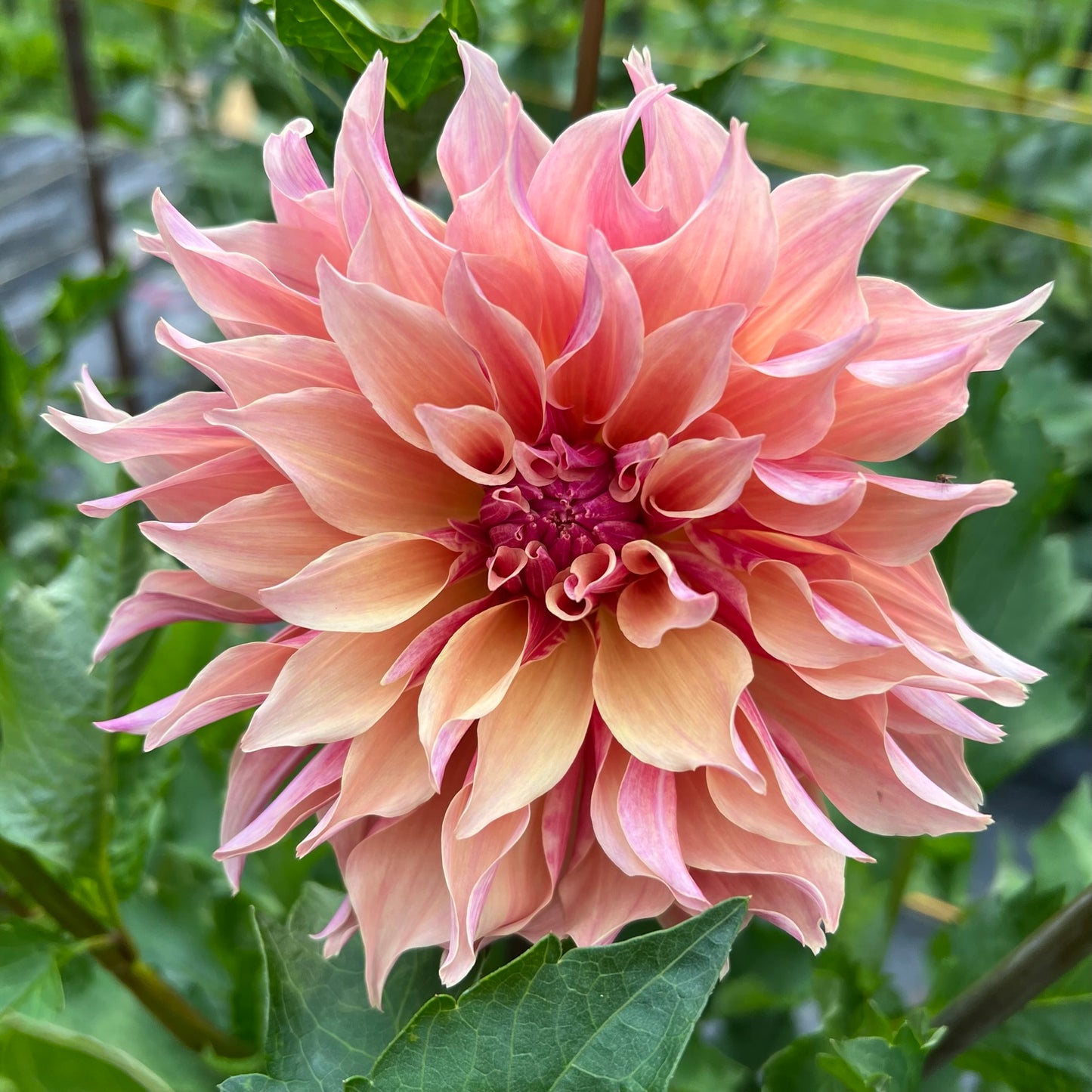 Labyrinth Dahlia Tuber