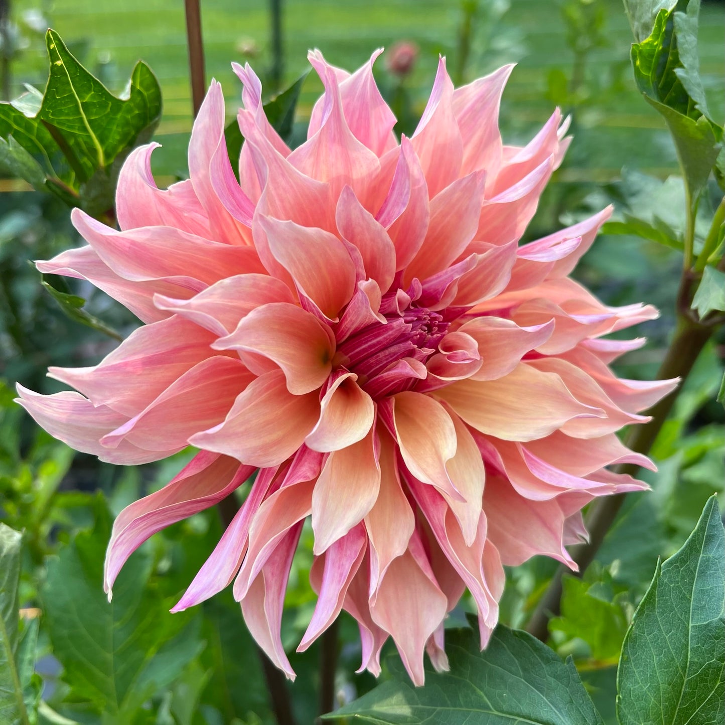 Labyrinth Dahlia Tubers Bulk Lot of 5