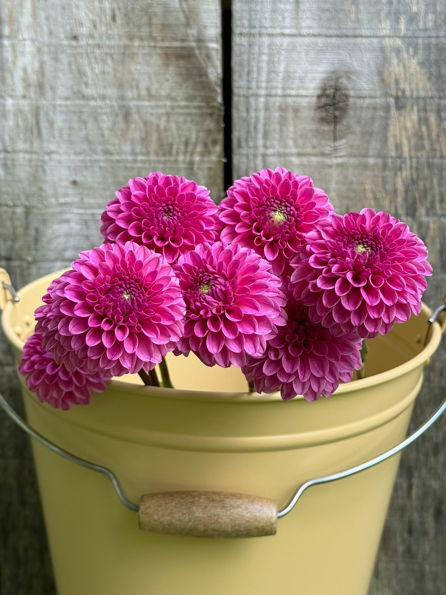 Rebecca Lynn Dahlia Tuber