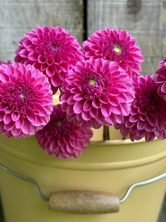 Rebecca Lynn Dahlia Tuber