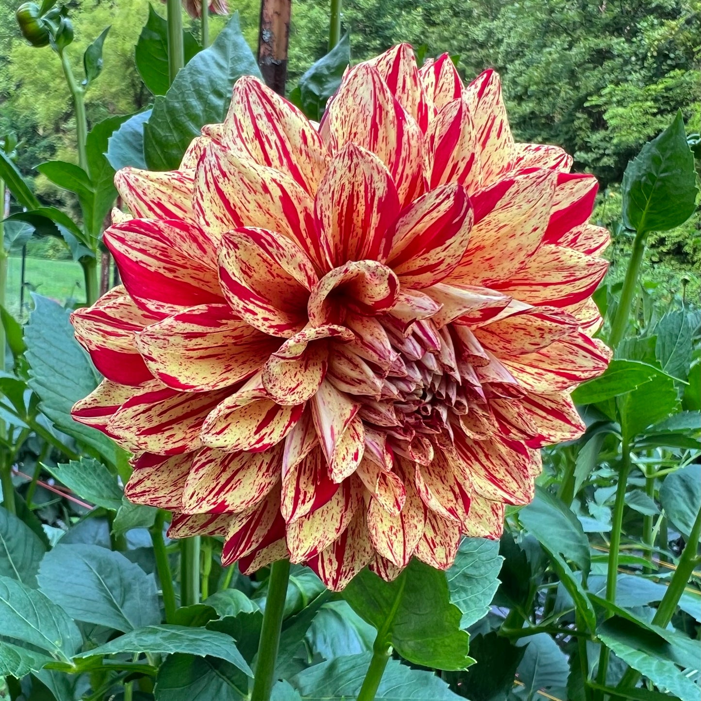 Gloriosa Dahlia Tuber