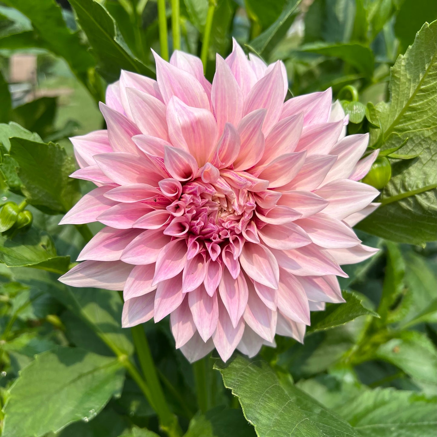 Cafe Au Lait Dahlia Tuber