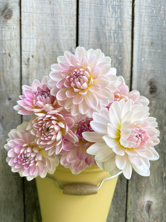 Kelgai Ann Dahlia Tuber