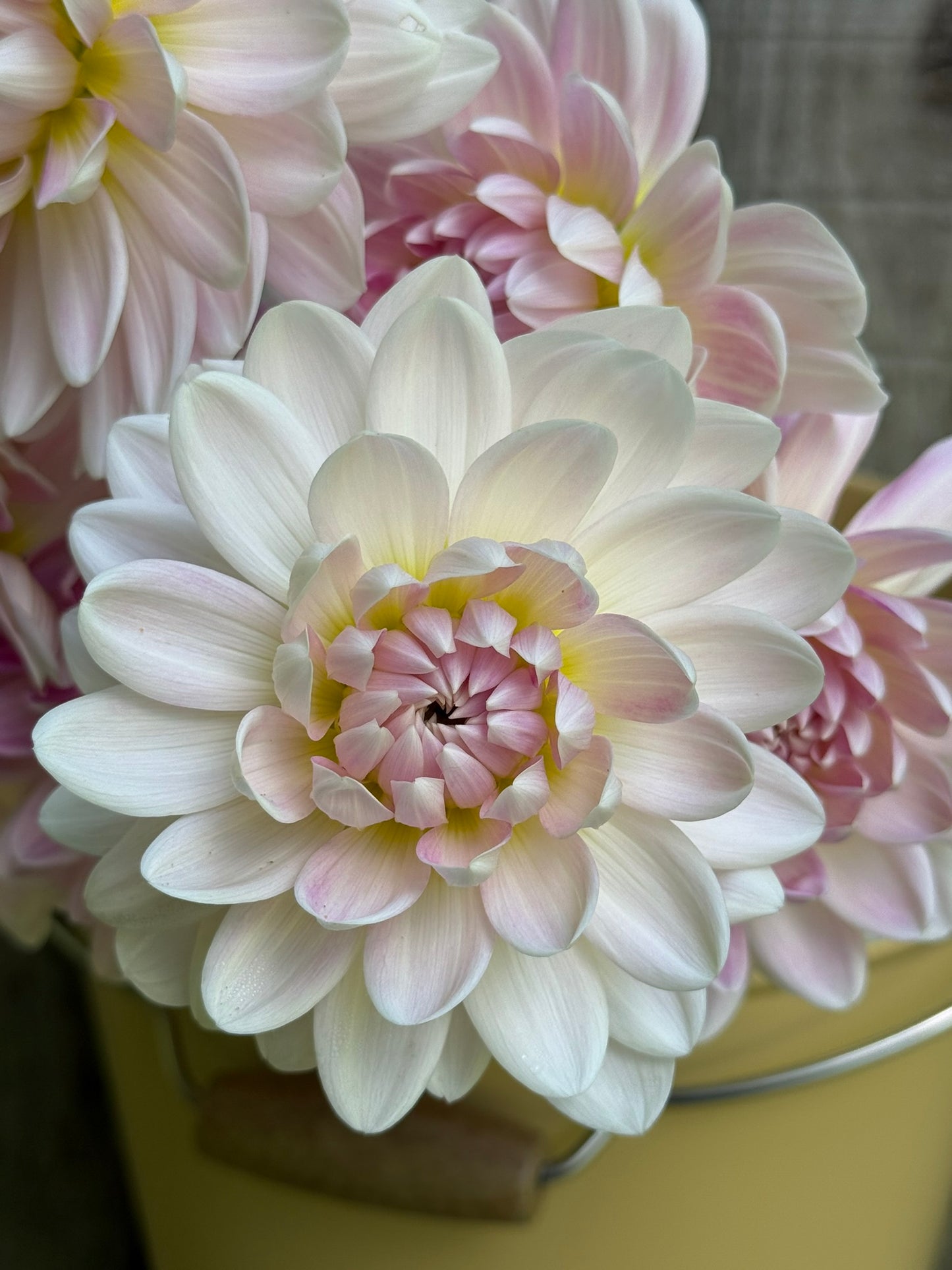 Kelgai Ann Dahlia Tuber