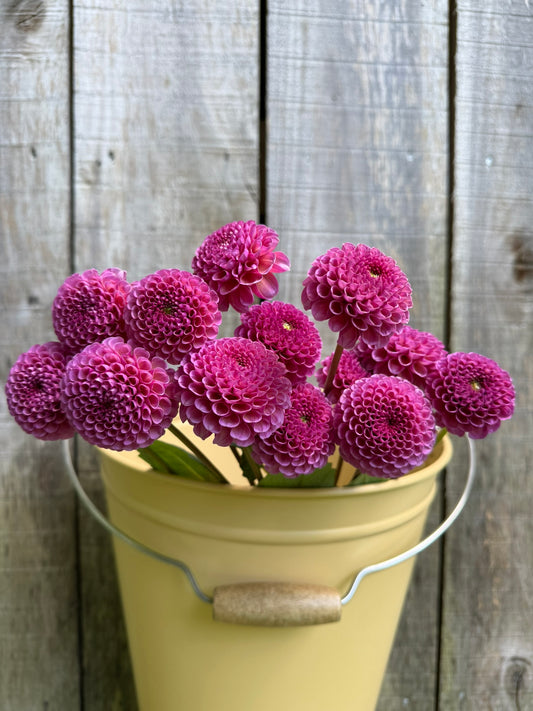 Koko Puff Dahlia Tuber