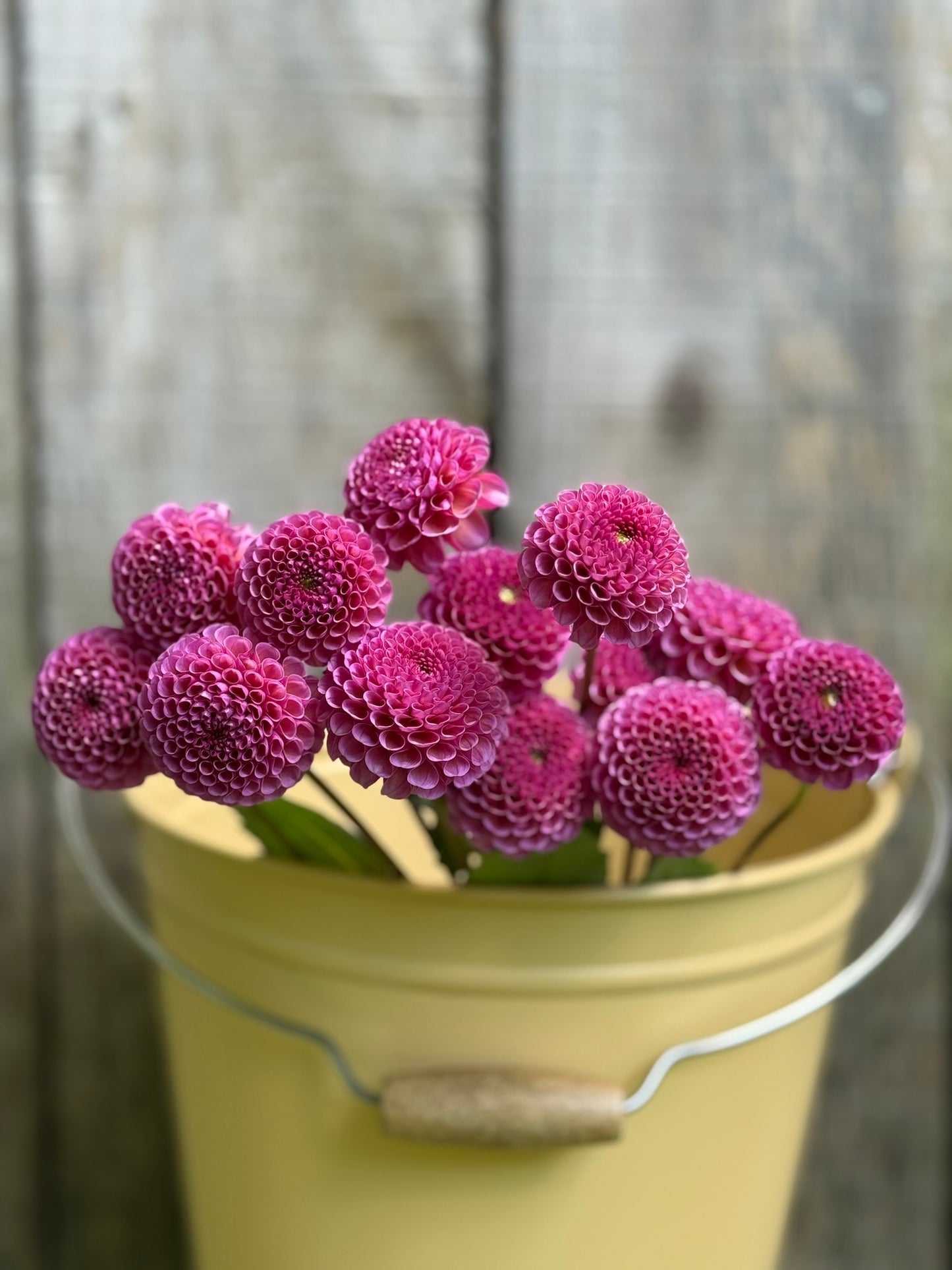 Koko Puff Dahlia Tuber