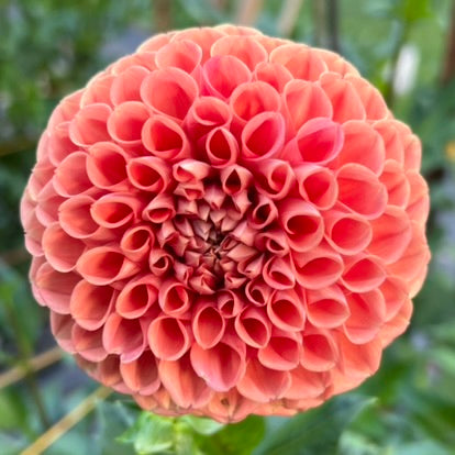 Cornel Bronze Dahlia Tuber