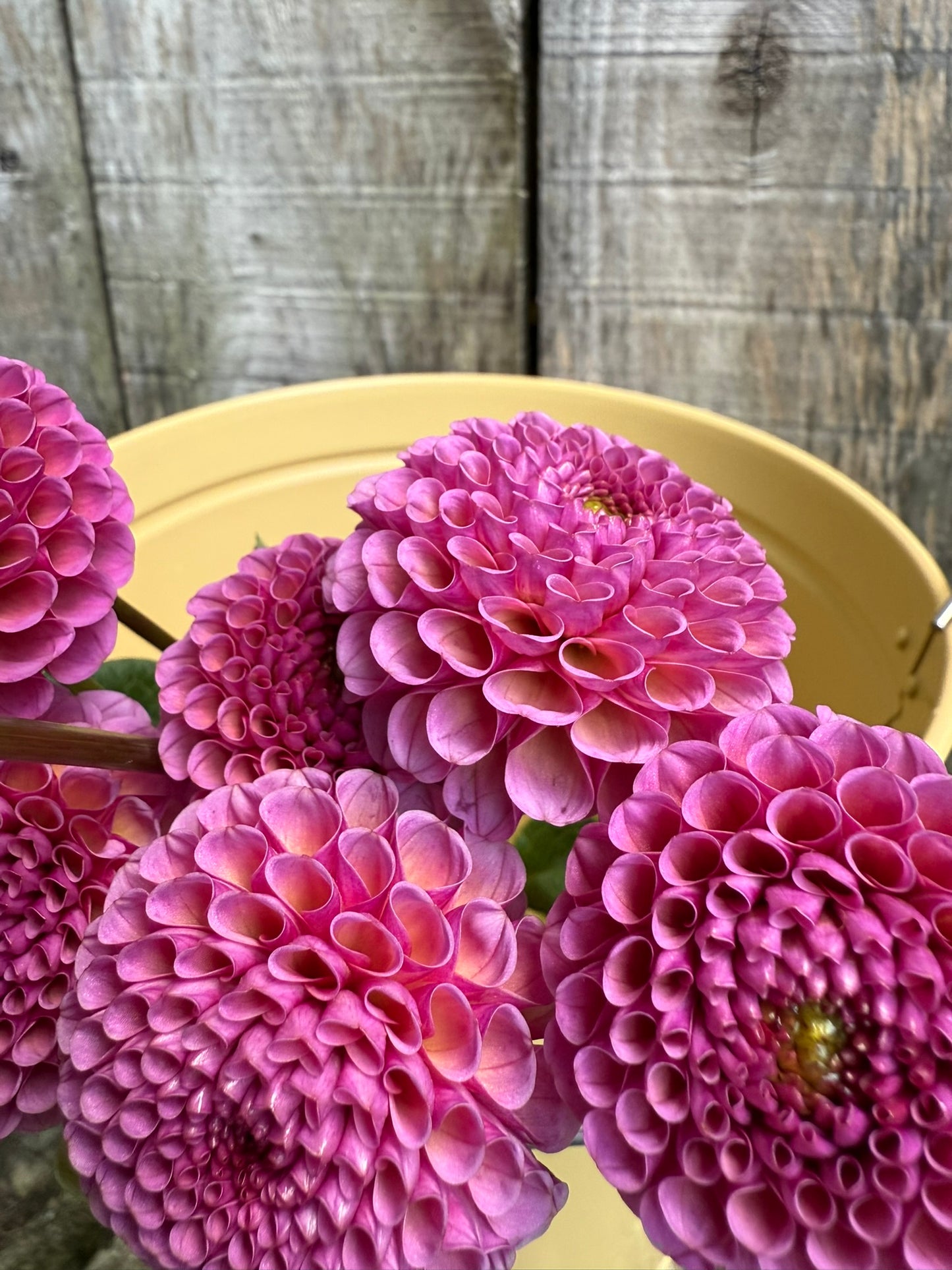 Koko Puff Dahlia Tuber
