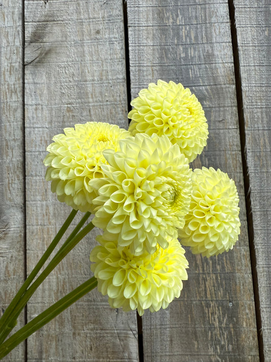 Skipley Moonglow Dahlia Tuber