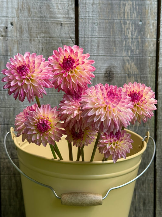 Valley Porcupine Dahlia Tuber
