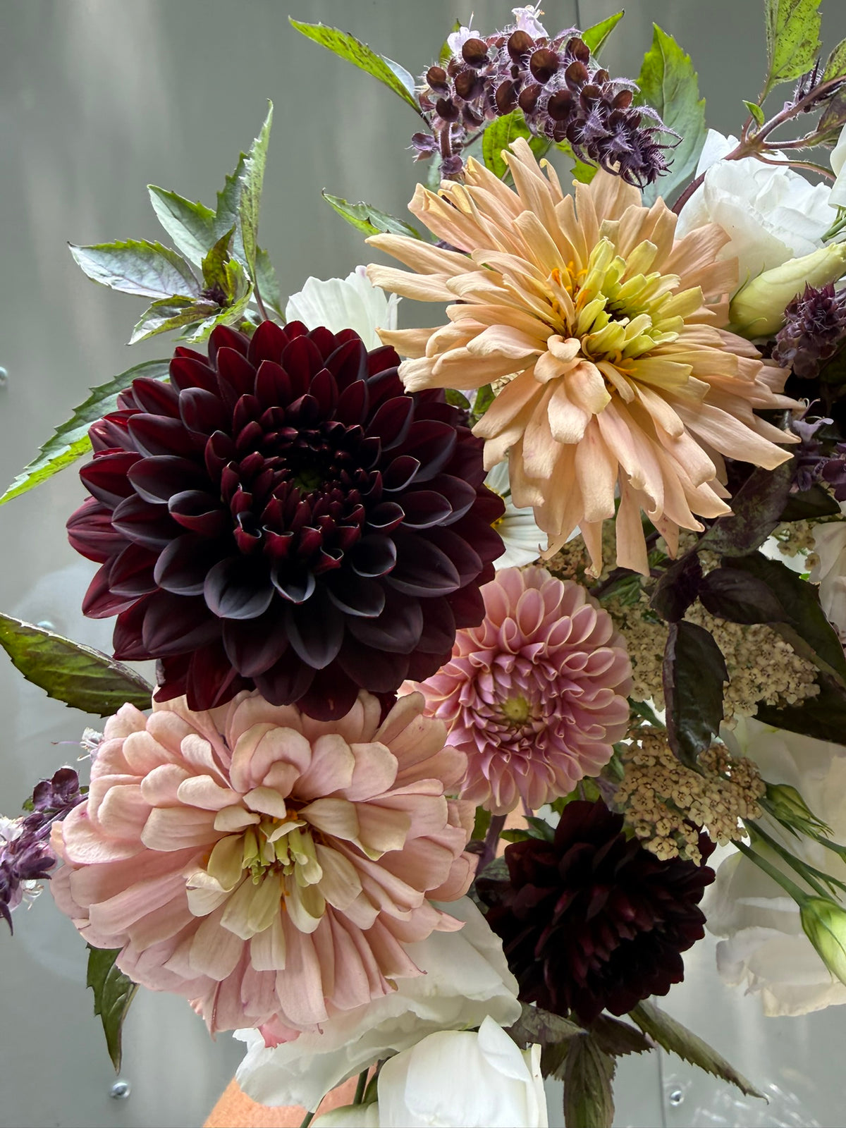 Czarny Charakter Dahlia Tuber