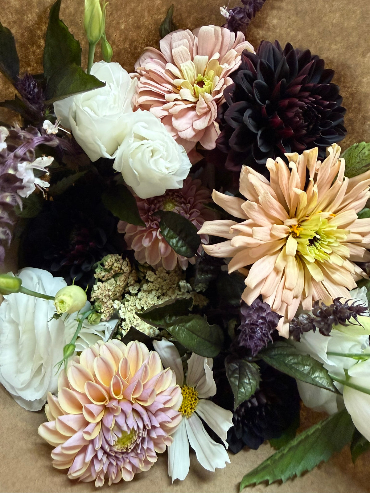 Czarny Charakter Dahlia Tuber