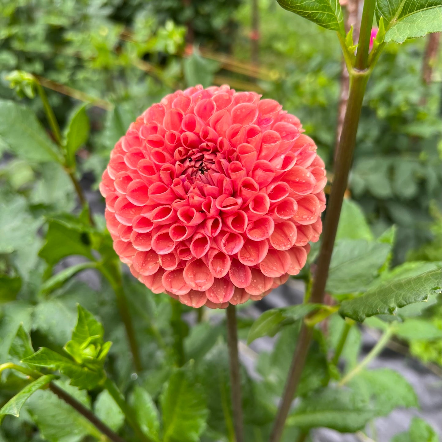 Cornel Bronze Dahlia Tuber