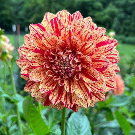 Gloriosa Dahlia Tuber