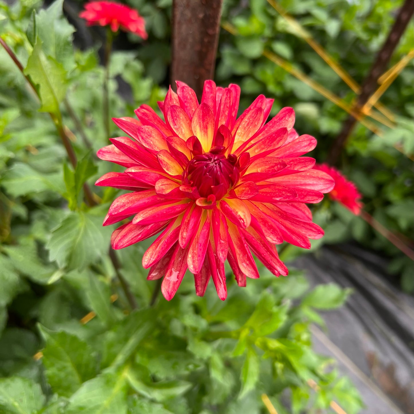 Crazy Legs Dahlia Tuber