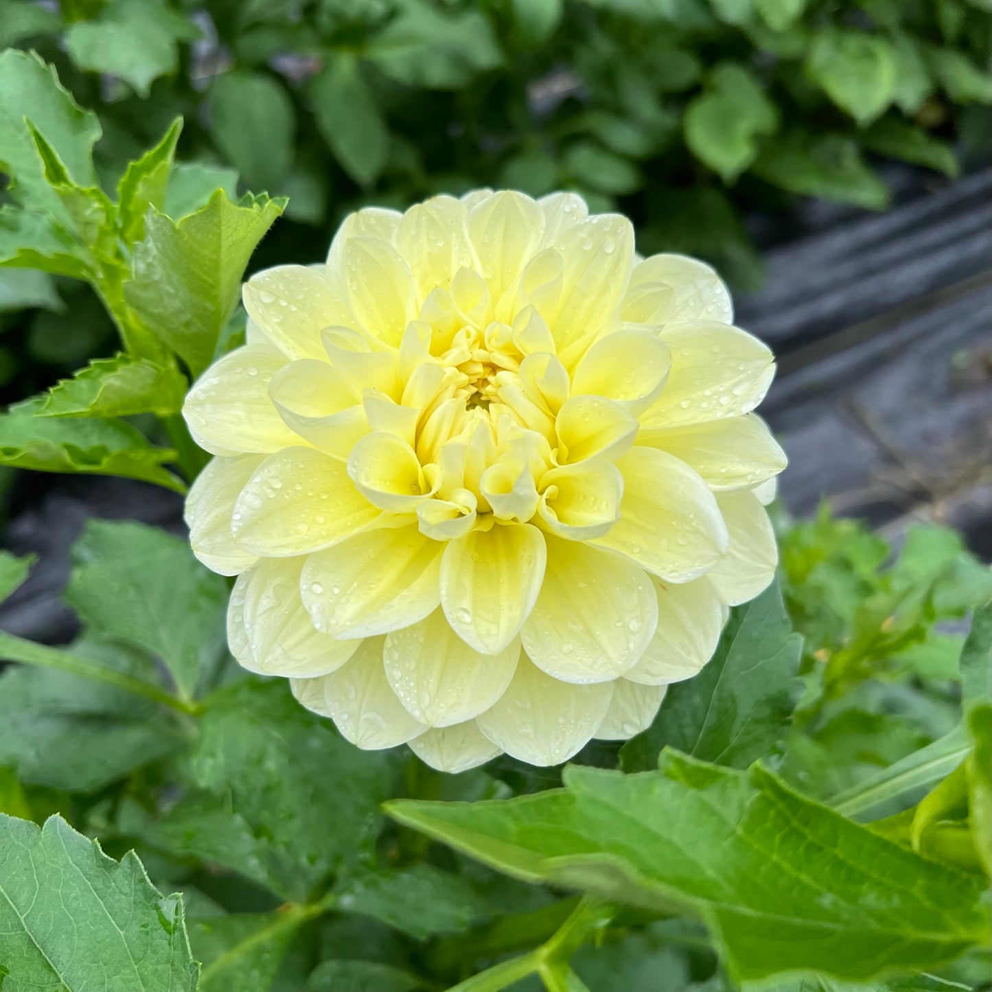 Sun Kissed Dahlia Tuber