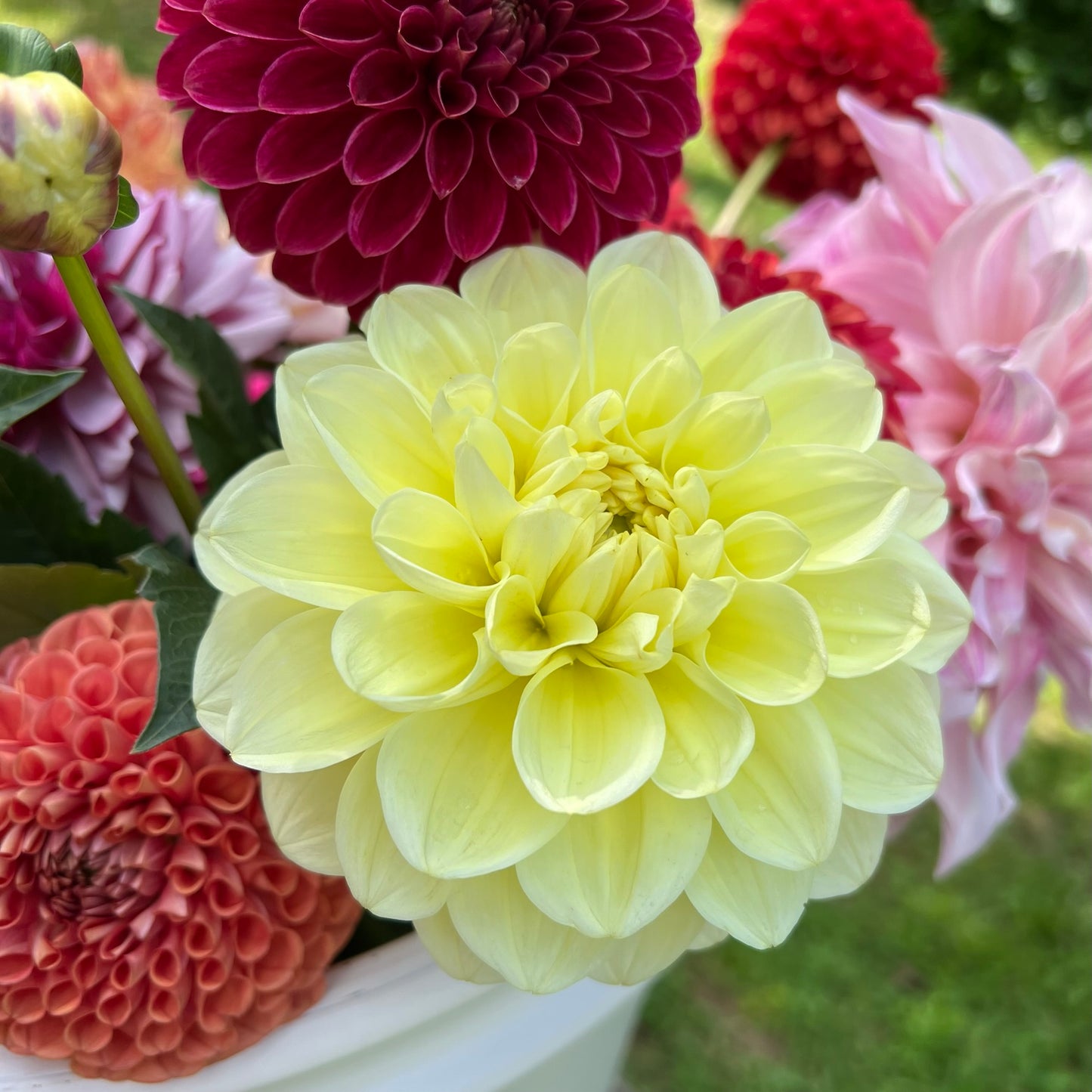 Sun Kissed Dahlia Tuber