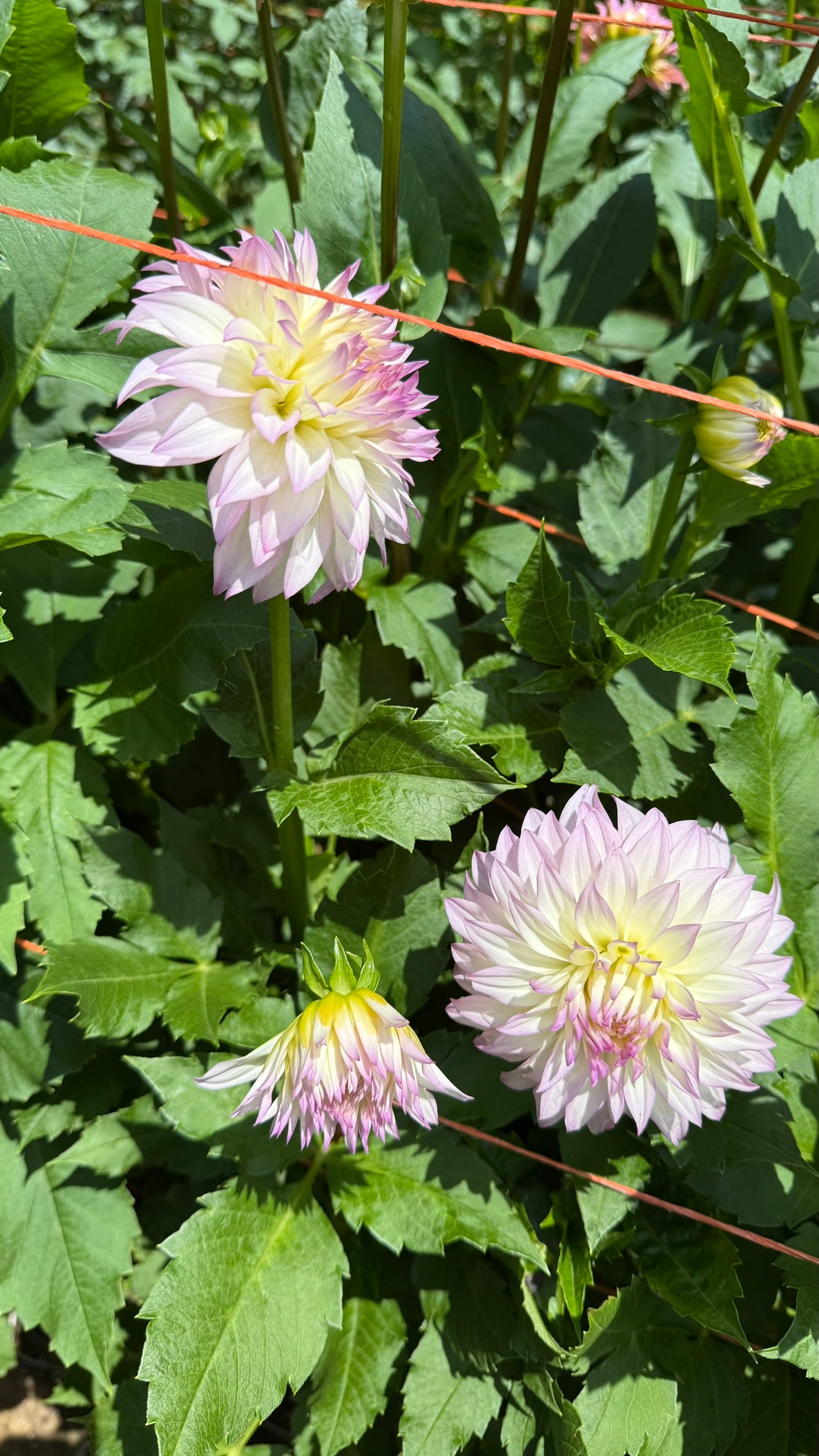 Bloomquist Sterling Dahlia Tuber