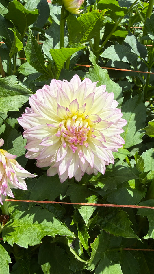 Bloomquist Sterling Dahlia Tuber